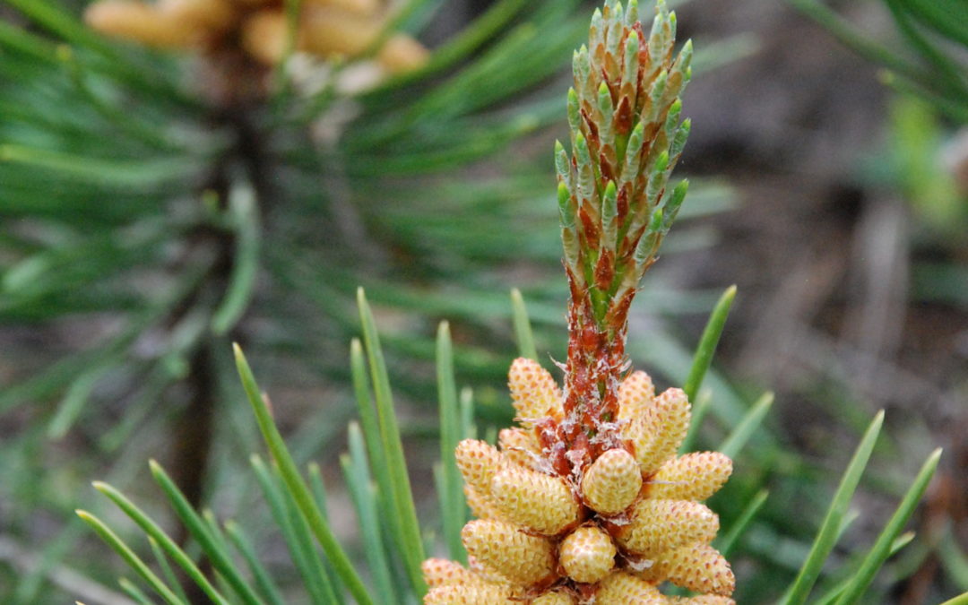 Native of the Month: Lodgepole pine