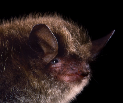 Backyard Bat Conservation! Bat Activity Trends