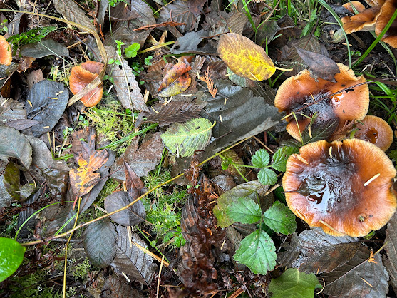Full! Guided Nature Walk: Mushroom Saunter