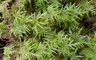 Native of the Month: Bryophytes
