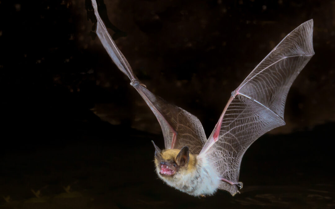 Beneficial Bats! Bat Activity Monitoring- Evening Program