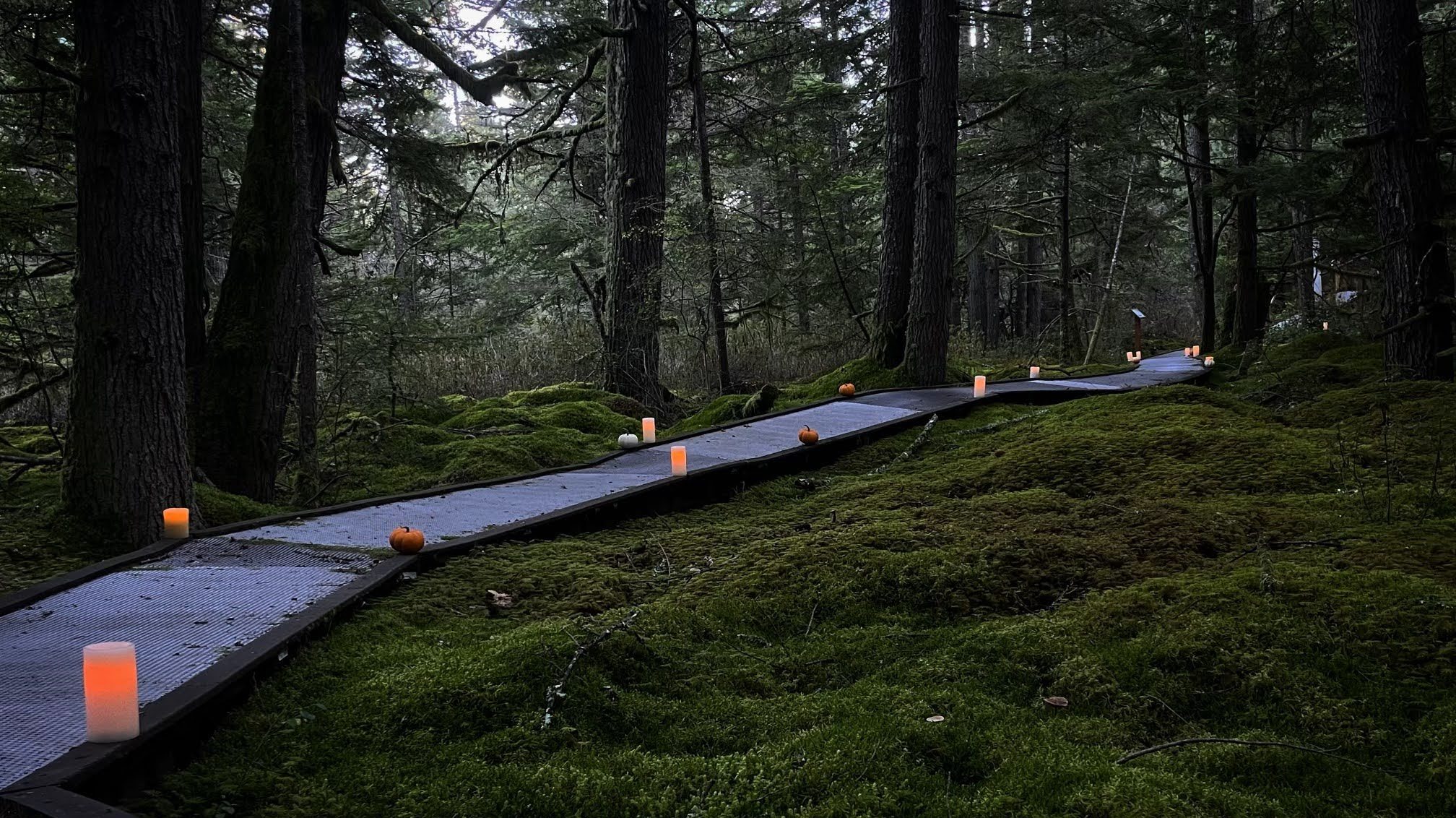 Candle lights the bog boardwalk trail as dusk falls on Halloweeen