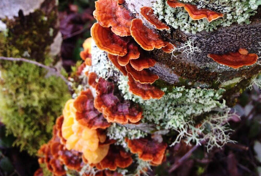 Guided Nature Walk: Fall Forest Fungi