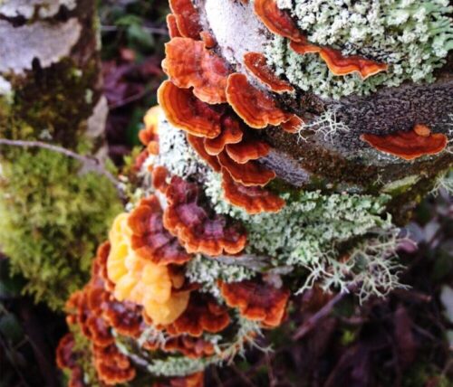 Fall fungi growing on alder tree