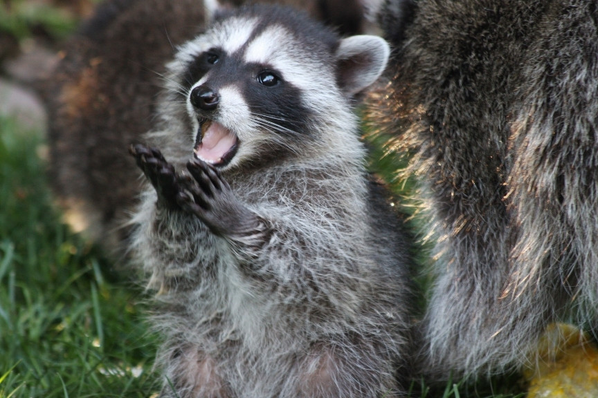 A Thank You Letter to Our Native Raccoons 