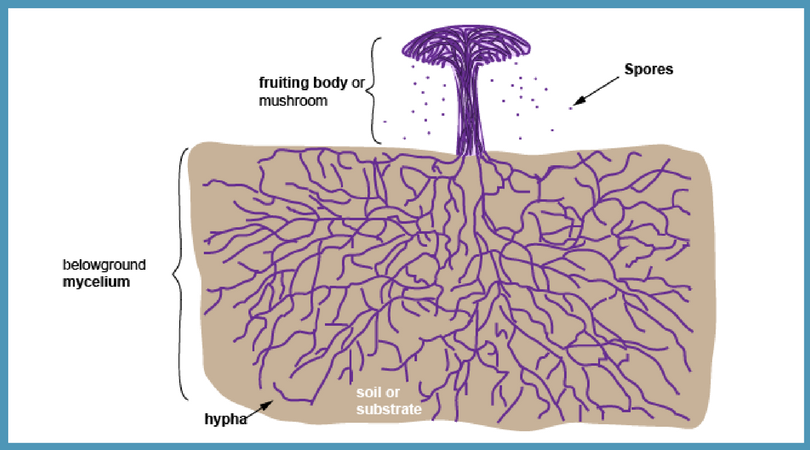 hyphae and mycelium